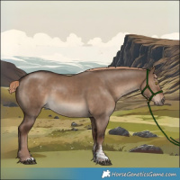 Horse Color:Liver Red Dun Sabino Rabicano 