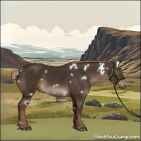 Horse Color:White Spotted Liver Chestnut Rabicano 