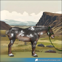 Horse Color:White Spotted Liver Chestnut Rabicano 