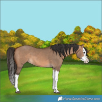 Horse Color:Bay Dun Splash 