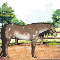Horse Color:White Spotted Liver Red Dun Brindle 