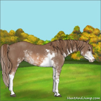 Horse Color:Chestnut Sabino 