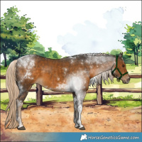 Horse Color:Chocolate Palomino Tobiano 