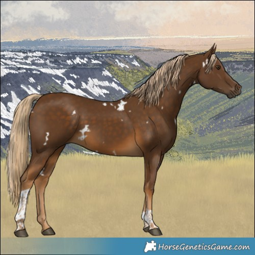 Horse Color:White Spotted Chocolate Palomino Tobiano Rabicano 