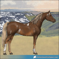 Horse Color:White Spotted Chocolate Palomino Tobiano Rabicano