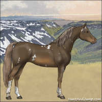 Horse Color:White Spotted Chocolate Palomino Tobiano Rabicano 
