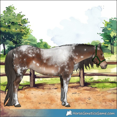 Horse Color:White Spotted Liver Chestnut Tobiano 