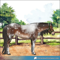 Horse Color:White Spotted Liver Chestnut Tobiano 