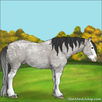 Horse Color:Grullo Ice Splash
