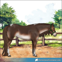 Horse Color:Liver Chestnut Tobiano 