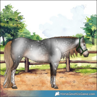 Horse Color:Gray White Spotted Liver Chestnut Tobiano Rabicano 