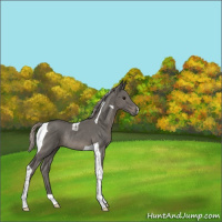 Horse Color:Silver Black Tobiano Rabicano