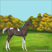 Horse Color:Silver Smoky Black Tobiano Rabicano