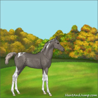 Horse Color:Silver Black Tobiano Rabicano 