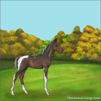 Horse Color:Silver Black Tobiano Rabicano