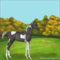 Horse Color:Silver Black Tobiano Rabicano 