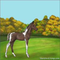 Horse Color:Silver Black Tobiano Rabicano 