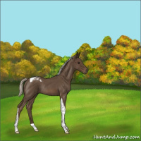 Horse Color:Silver Smoky Blue Roan Tobiano Rabicano 