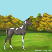 Horse Color:Silver Black Tobiano Rabicano