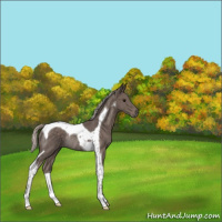 Horse Color:Silver Black Tobiano Rabicano 