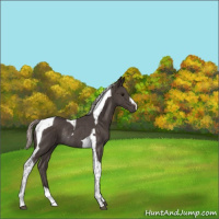 Horse Color:Silver Black Tobiano Rabicano