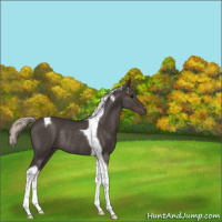 Horse Color:Silver Black Tobiano Rabicano 