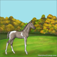 Horse Color:Silver Grullo Tobiano Rabicano