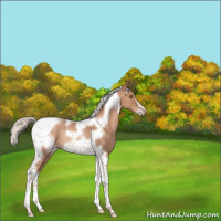 Horse Color:Silver Classic Champagne Tobiano Frame Rabicano 