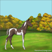 Horse Color:Silver Black Tobiano Rabicano 