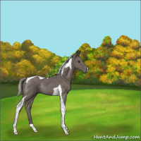 Horse Color:Silver Black Tobiano Rabicano 