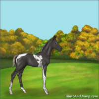Horse Color:Gray Silver Black Tobiano Rabicano 