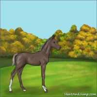 Horse Color:Silver Black Tobiano Rabicano 