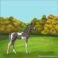 Horse Color:Silver Black Tobiano Rabicano 
