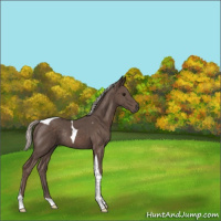 Horse Color:Silver Black Tobiano Rabicano 