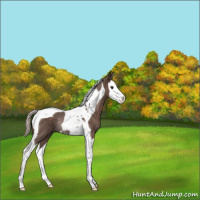 Horse Color:Silver Black Splash Tobiano Rabicano 