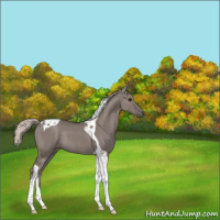 Horse Color:Silver Grullo Tobiano Rabicano 