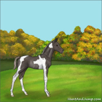 Horse Color:Silver Black Tobiano Rabicano 