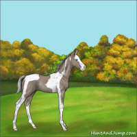 Horse Color:Silver Grullo Splash Tobiano Rabicano 