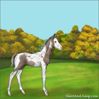 Horse Color:Silver Grullo Splash Tobiano Rabicano 