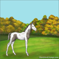 Horse Color:Silver Grullo Splash Tobiano Rabicano