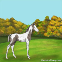 Horse Color:Silver Grullo Splash Tobiano Rabicano 