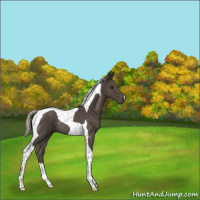 Horse Color:Silver Black Tobiano Rabicano