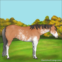 Horse Color:Bay Sabino