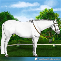 Horse Color:Gray White Spotted Black Rabicano and Gray White Spotted Black Rabicano