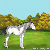 Horse Color:Grullo Ice Splash Frame 