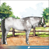 Horse Color:Platinum White Spotted Liver Red Onyx Roan