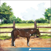 Horse Color:White Spotted Liver Chestnut Rabicano 