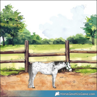 Horse Color:White Spotted Liver Chestnut Sabino 