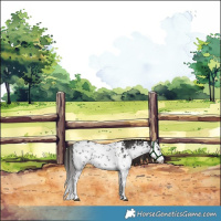Horse Color:White Spotted Liver Chestnut Sabino 