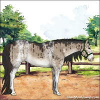 Horse Color:White Spotted Liver Red Dun Brindle 